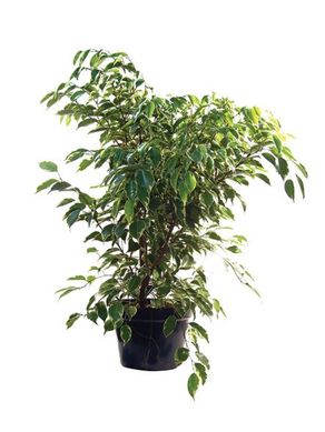 Ficus Golden King Pote 24