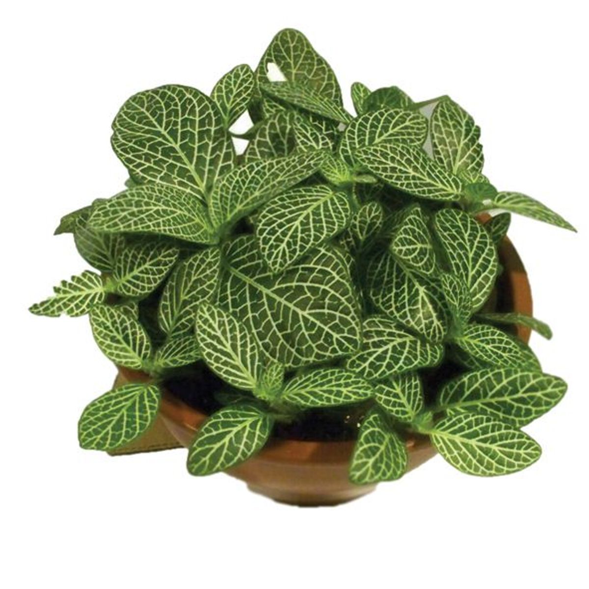 Fitônia Cuia 21 Planta Natural, marca Timlog - Foto Principal