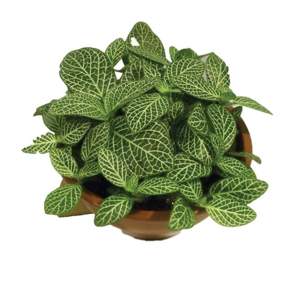 Fitônia Cuia 21 Planta Natural, marca Timlog - Foto Principal