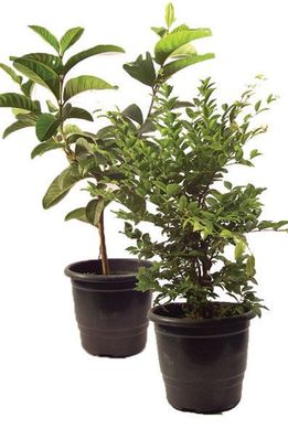 Frutferas Pote 19