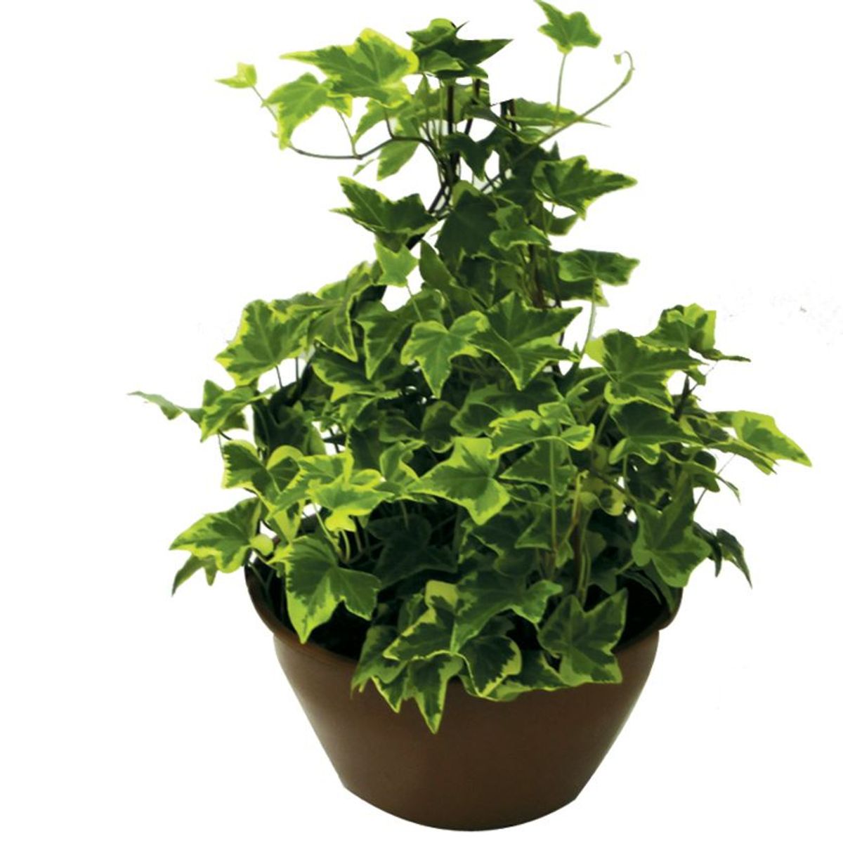 Hedera Cuia 21 Planta Natural, marca Timlog - Foto Principal