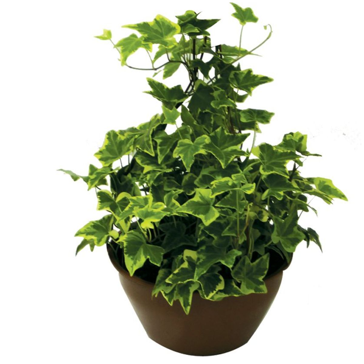Hedera Cuia 21 Planta Natural, marca Timlog - Foto Principal
