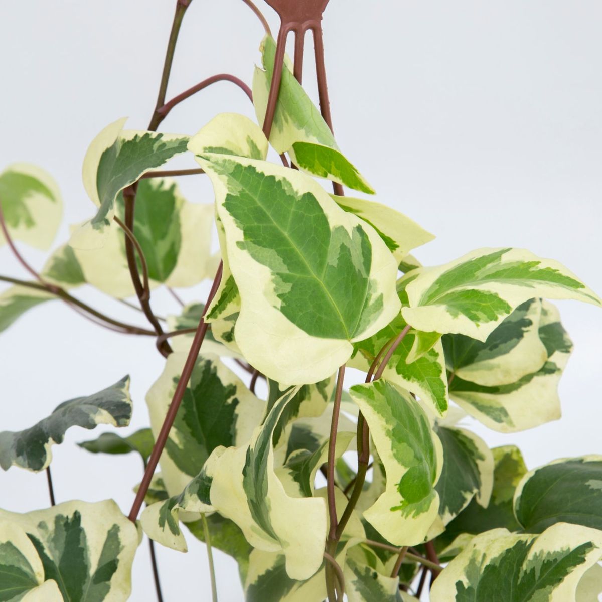 Hedera Cuia 21 Planta Natural, marca Timlog - Foto 2
