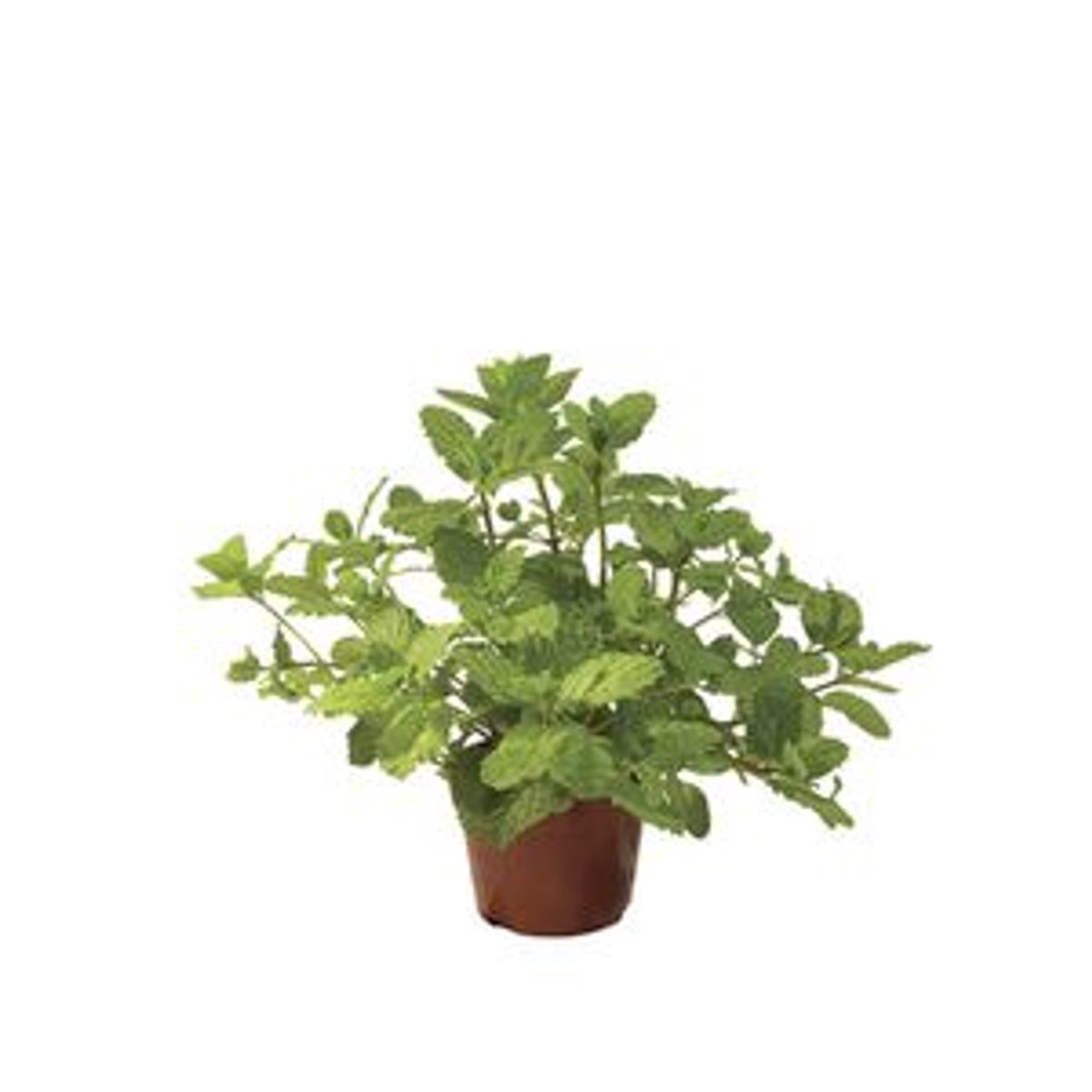 Hortelã Pote 11 Planta Natural, marca Timlog - Foto Principal