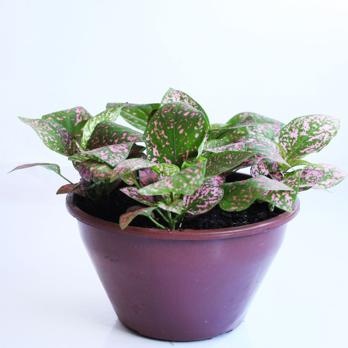 Hypoestes Cuia 18 Planta Natural, marca Timlog - Foto Principal