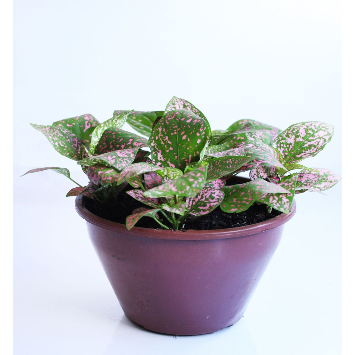 Hypoestes Cuia 18 Planta Natural, marca Timlog - Foto Principal