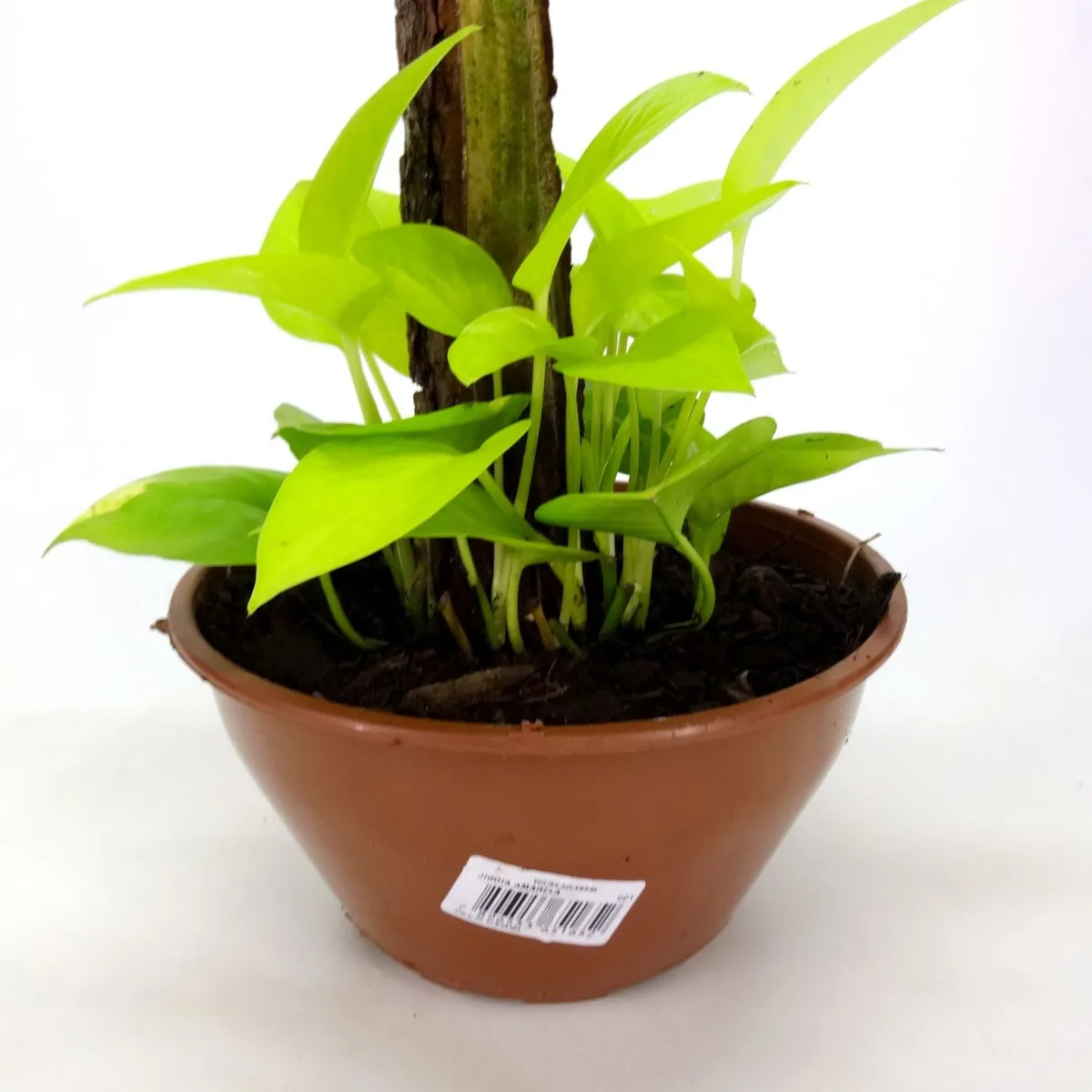 Jiboia Amarela Cuia 21 Planta Natural, marca Timlog - Foto 2