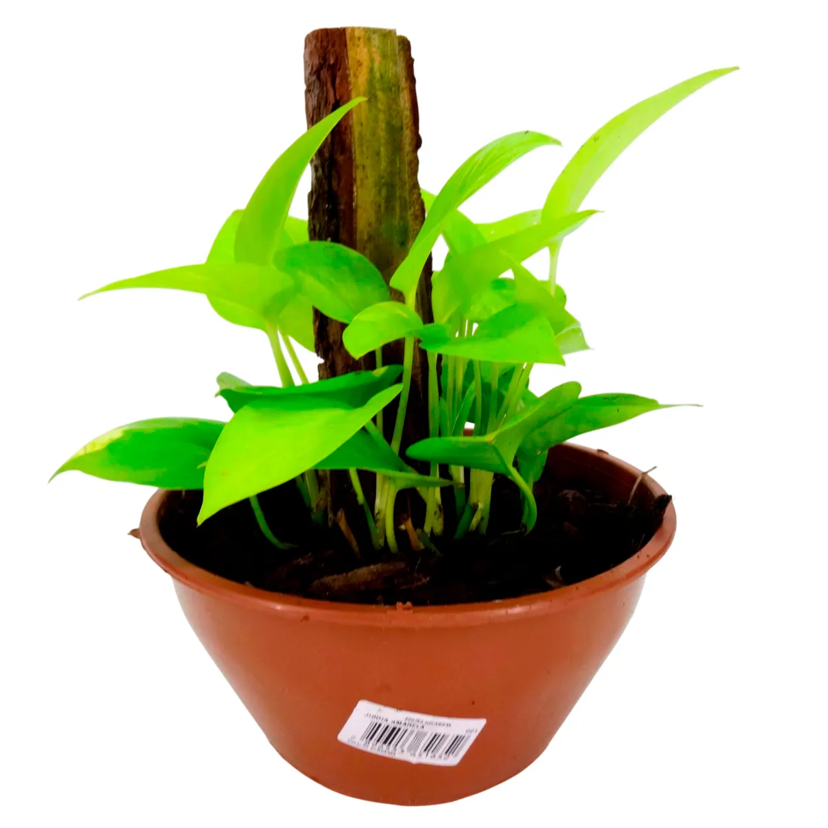 Jiboia Amarela Cuia 21 Planta Natural, marca Timlog - Foto Principal