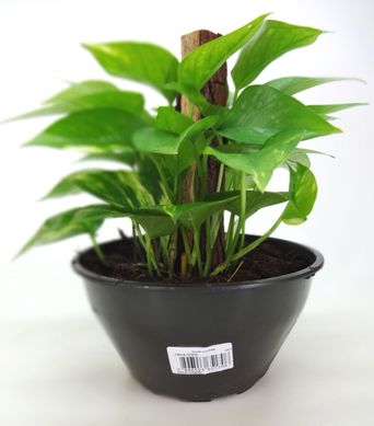 Jibia, Verde C21