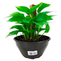 Jiboia Verde Cuia 21 Planta Natural