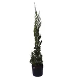 Kaizuka Juniperus Planta Natural