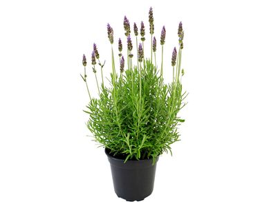 Lavandula