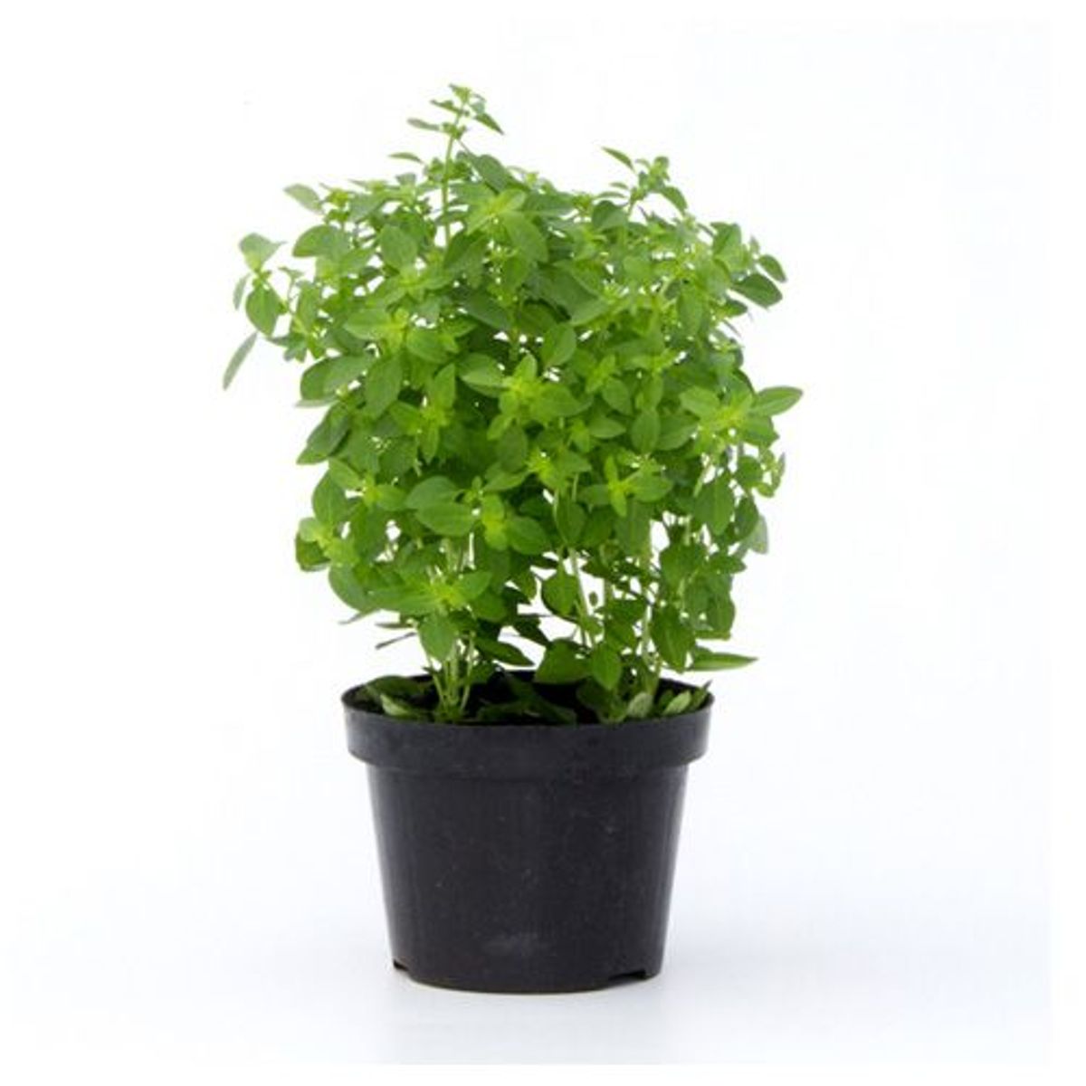 Manjericão Pote 11 Planta Natural Planta Natural, marca Timlog - Foto Principal