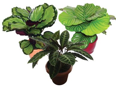 Maranta Variada Pote 19