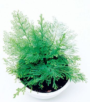 Musgo Alto C13, Verde