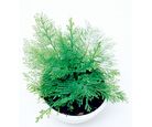 Musgo Alto Cuia 13 Sortida Planta Natural