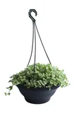 Nepeta Cuia 26