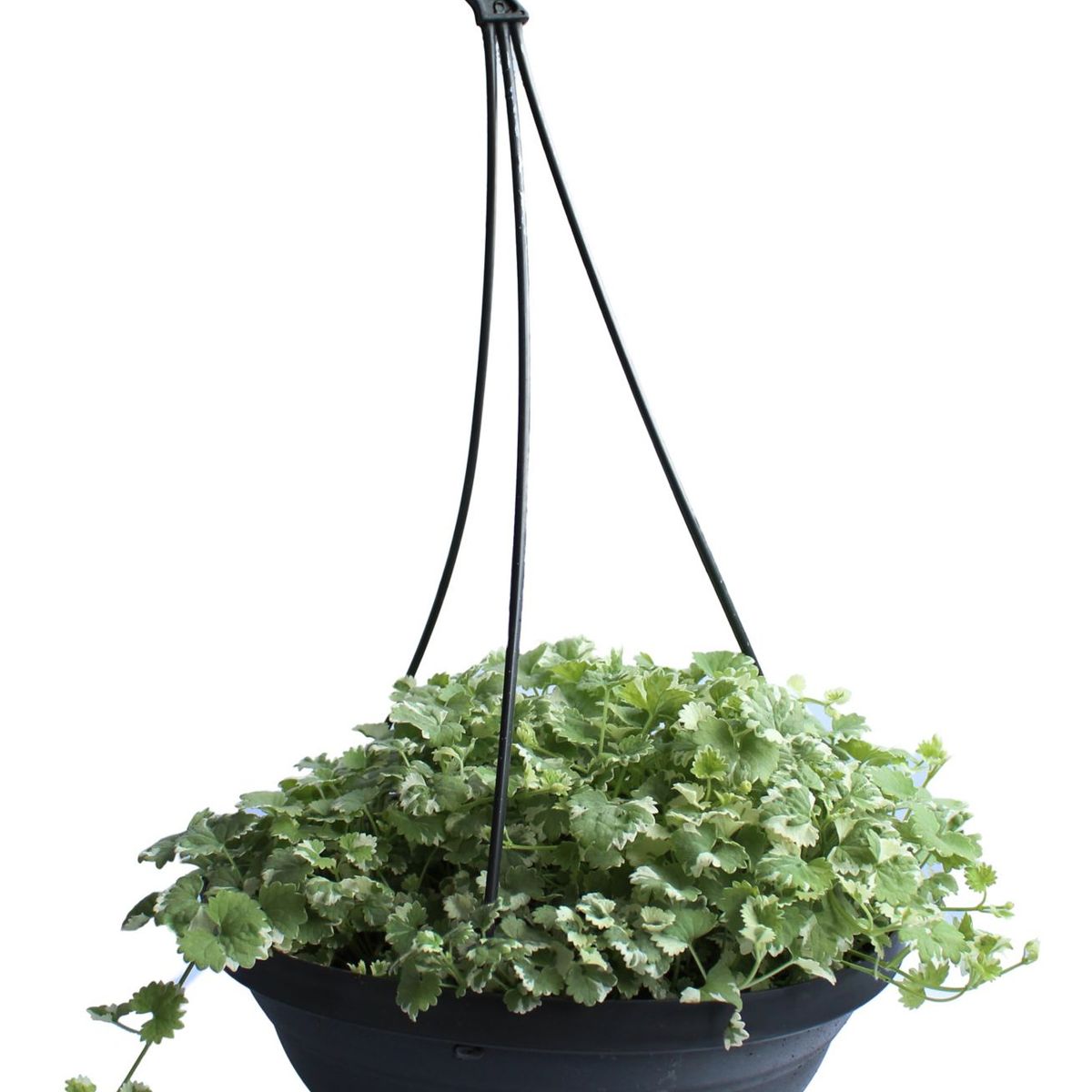 Nepeta Cuia 26, marca Timlog - Foto Principal