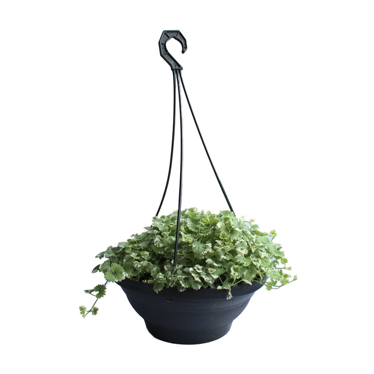 Nepeta Cuia 26, marca Timlog - Foto Principal