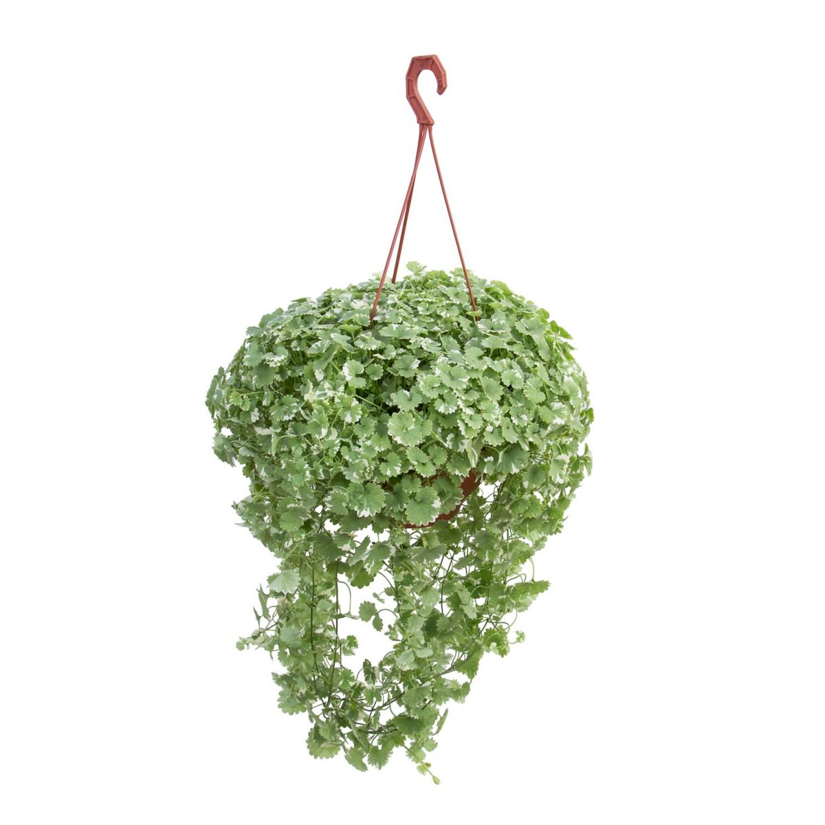 Nepeta Cuia 26, marca Timlog - Foto 2