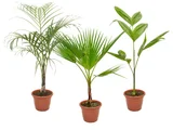 Palmeira Diversas Pote 24