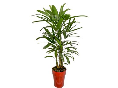 Palmeira Raphis Pote 17