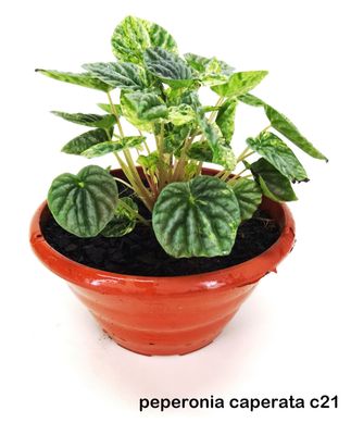Peperomia Caperata C/3