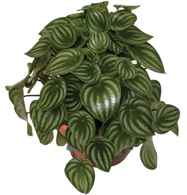 Peperomia Melancia C/3