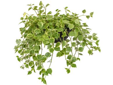Peperomia Scands C21