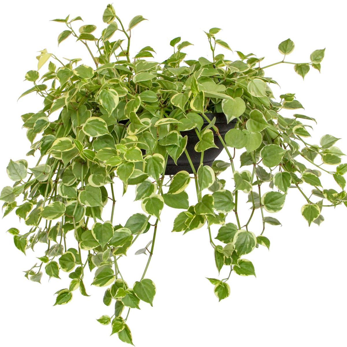Peperômia Scandens Cuia 21 Planta Natural, marca Timlog - Foto Principal