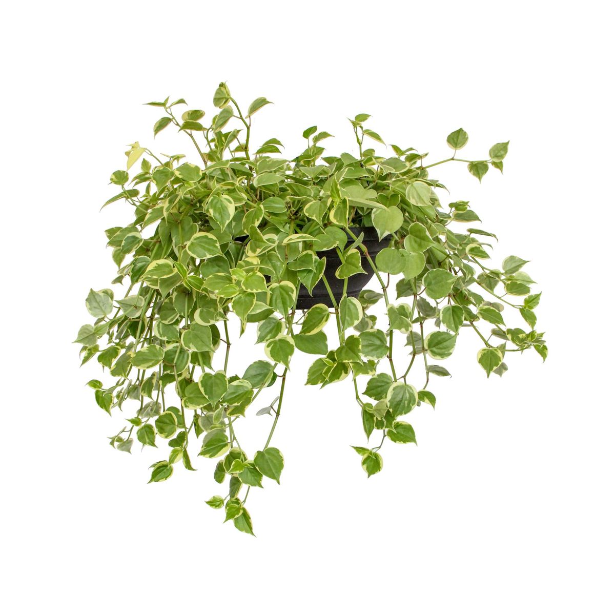 Peperômia Scandens Cuia 21 Planta Natural, marca Timlog - Foto Principal