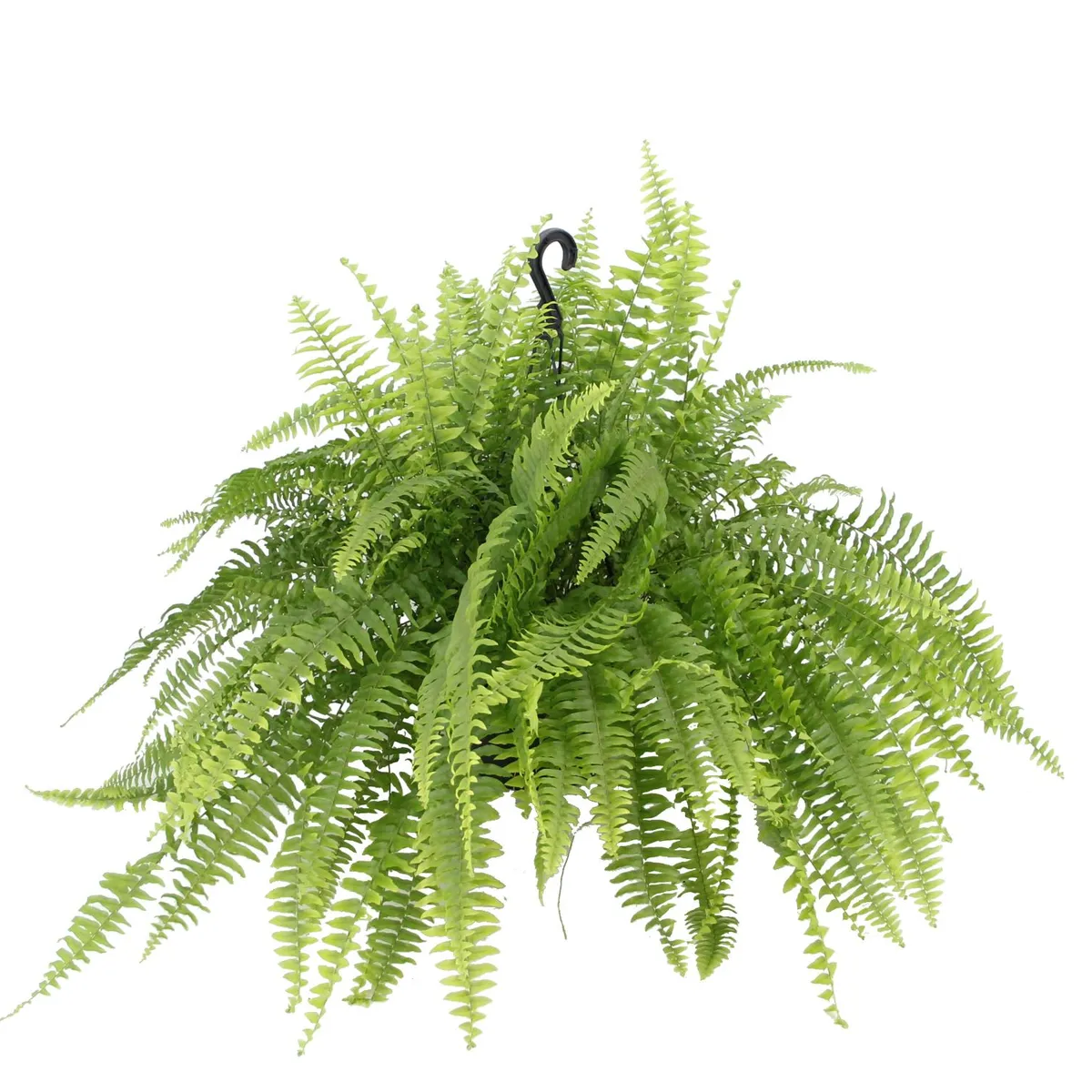 Samambaia Americana Cuia 21 Planta Natural, marca Timlog - Foto Principal
