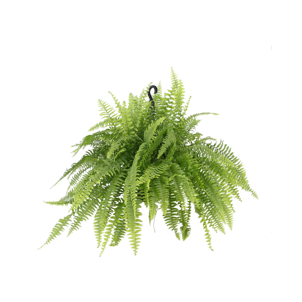 Samambaia Americana Cuia 21 Planta Natural, marca Timlog - Foto Principal