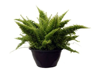 Samambaia Hawaiana C13