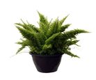 Samambaia Hawaiana Cuia 13 Planta Natural