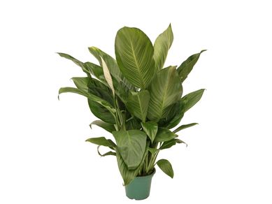 Spathiphyllum Lrio da Paz Pote 14
