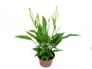 Spathiphyllum Lrio da Paz Pote 11