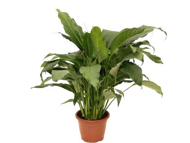 Spathiphyllum Lrio da Paz Pote 24