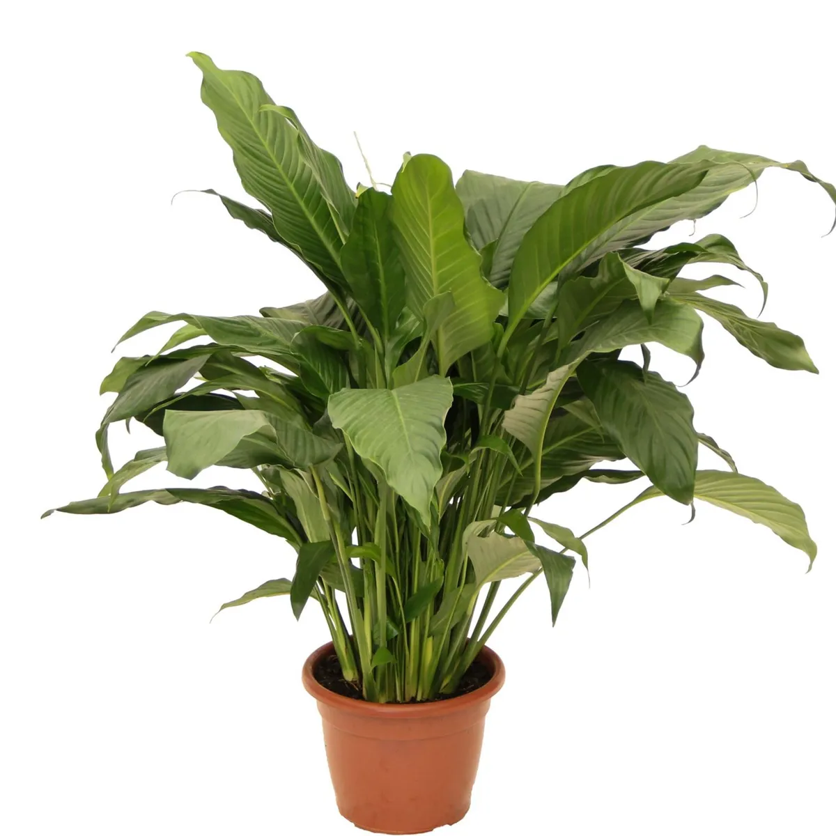 Spathiphyllum Lírio da Paz Pote 24, marca Timlog - Foto Principal