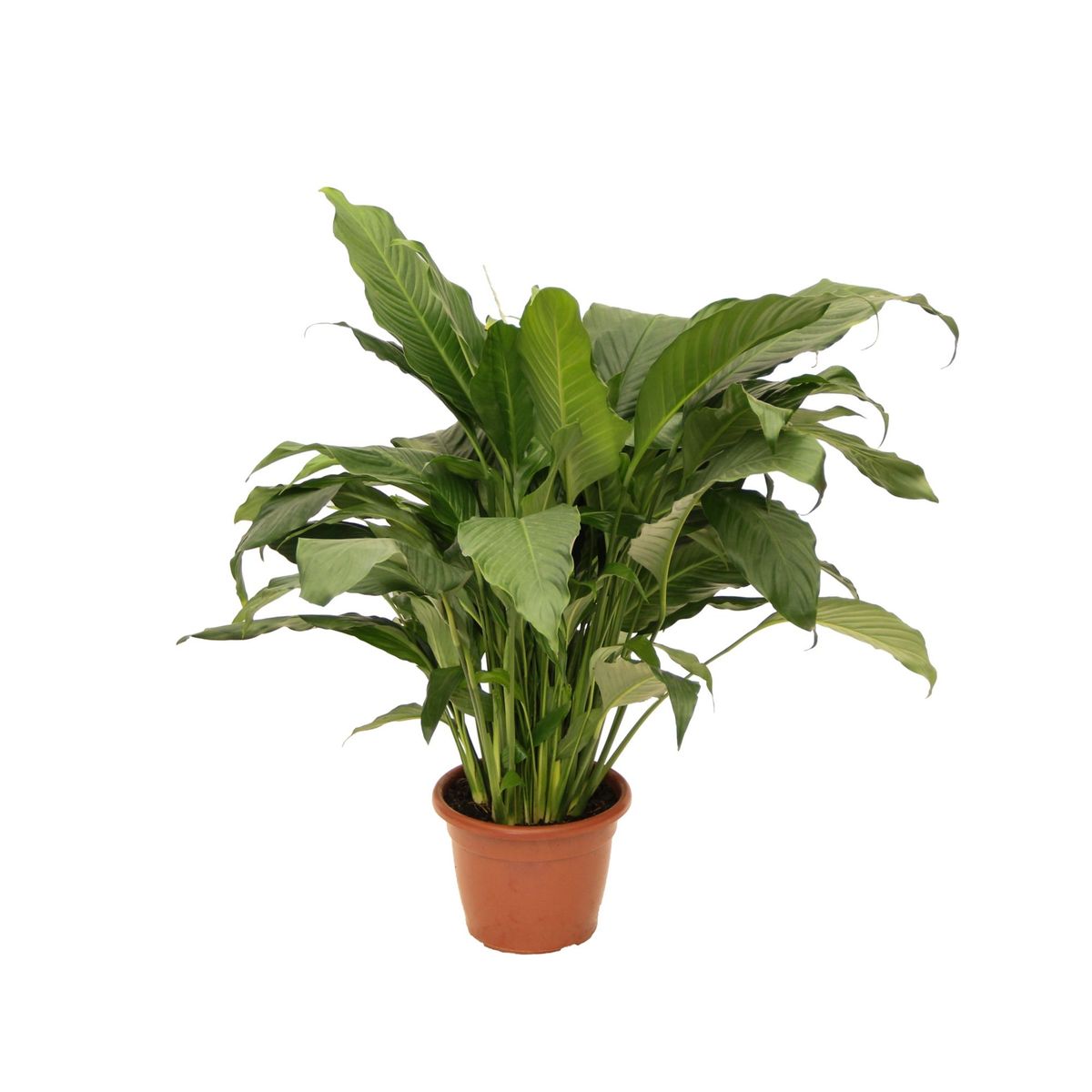 Spathiphyllum Lírio da Paz Pote 24, marca Timlog - Foto Principal