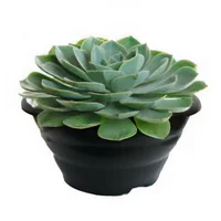 Suculenta Cuia 18 Planta Natural