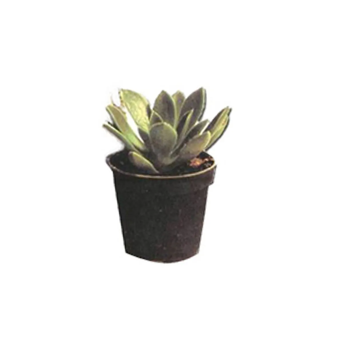 Suculenta Pote 06 Planta Natural, marca Timlog - Foto Principal