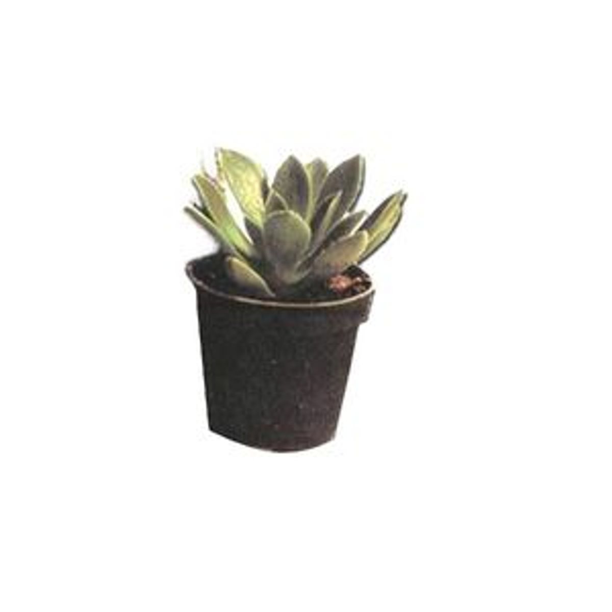 Suculenta Pote 06 Planta Natural, marca Timlog - Foto 2