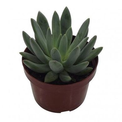 Suculenta Pote 11 Natural