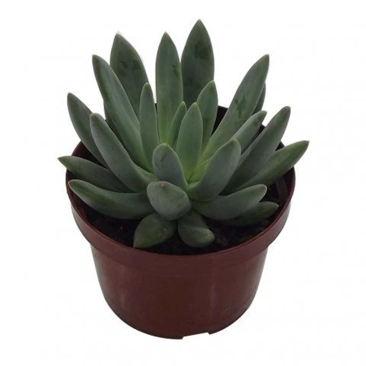 Suculenta Pote 11 Planta Natural, marca Timlog - Foto Principal