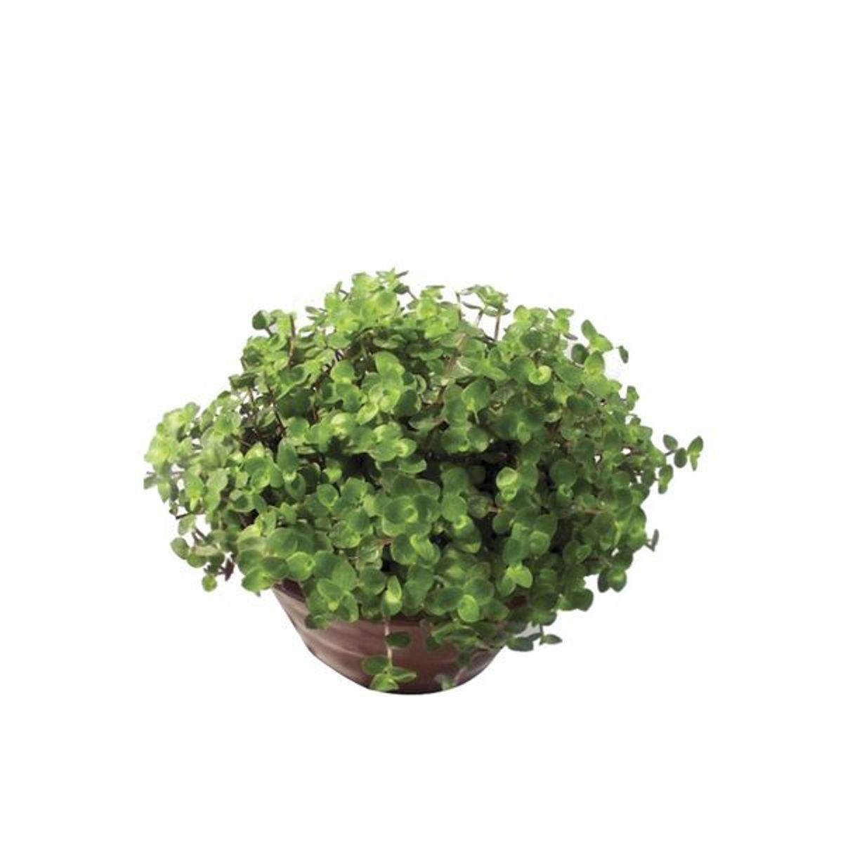 Tostão Cuia 21 Planta Natural, marca Timlog - Foto Principal