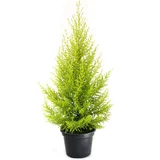 Tuia Holandesa Pote 20 Planta Natural