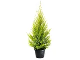Tuia Holandesa Pote 24 Planta Natural