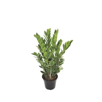 Zamioculcas Pote 19