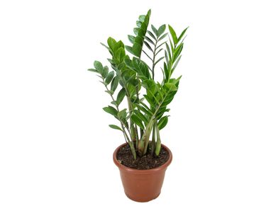 Zamioculcas Pote 24